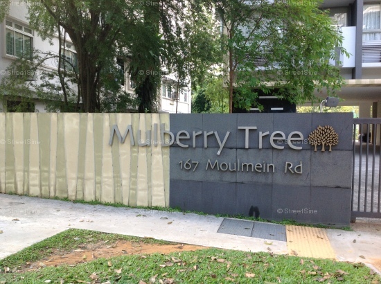 Mulberry Tree #27782